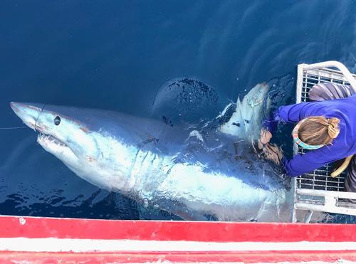 Shark Tagging