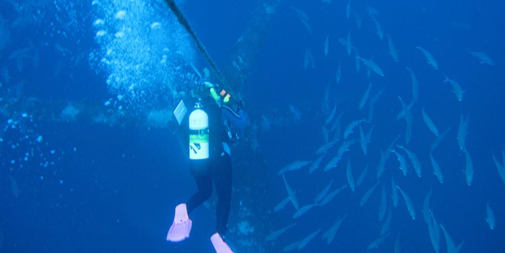 A research diver descending on artificial reef site MU-A-85 with a large school of Greater Amberjack below. Although platforms lose much of the upper water column structure when reefed, we still document large numbers of fish associated with these structures.