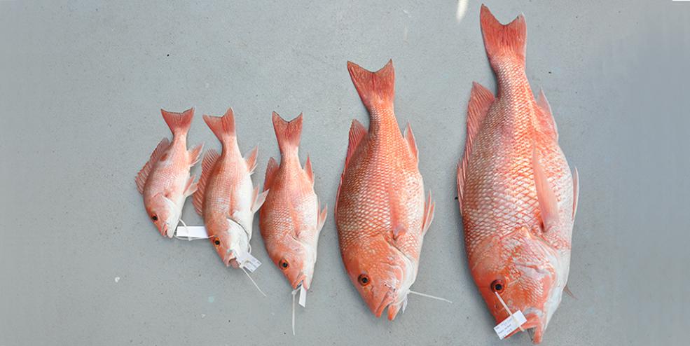 Size range of vertical line catch from one artificial reef site. These structures often hold fish in various life stages.