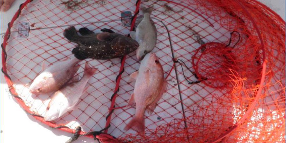 Example of catch from a trap on Corpus Christi Nearshore Reef (MU-775). This picture was taken within a few months of reefing structure at this site.