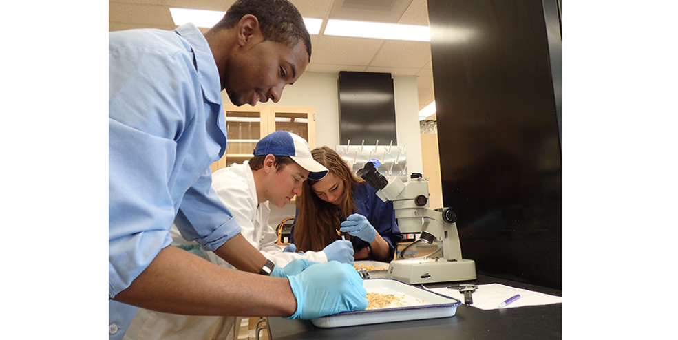 All organisms collected are identified, counted and measured by hand. So far our team has counted nearly 160,000 organisms!