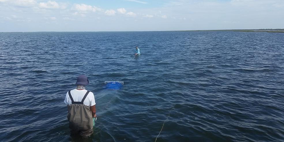 Pulling an epibenthic sled through seagrass beds to sample small nekton.