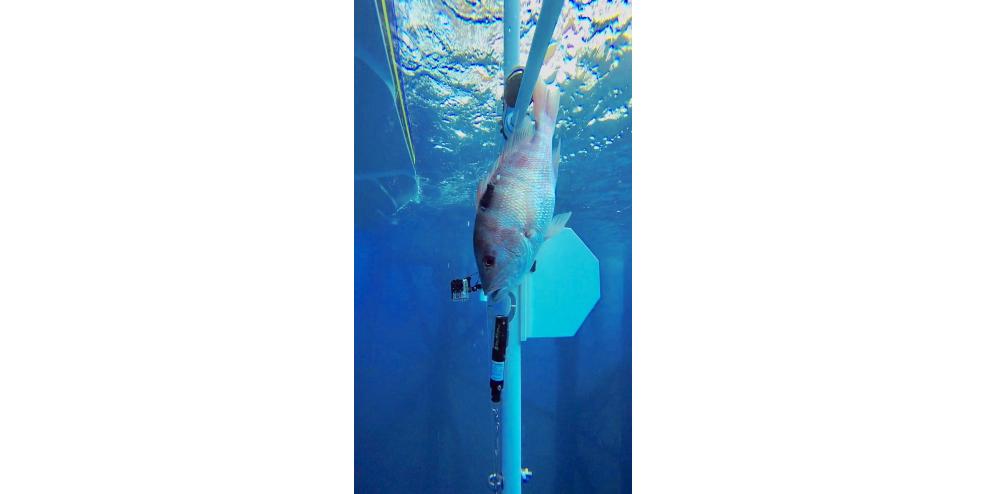 New descender devices such as the SeaQualizerTM are gaining popularity as an alternative to venting practices.