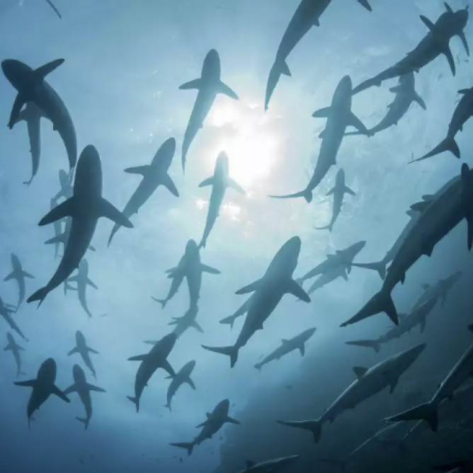 school of sharks