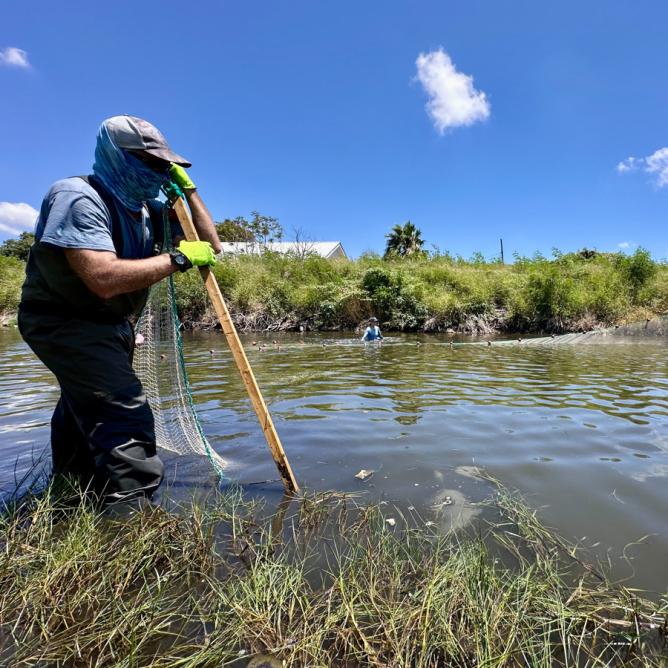 Researchers seigning for juvenile tarpon and snook in Texas estuary