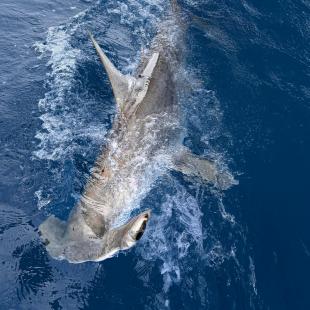 Cookie the shark being tagged